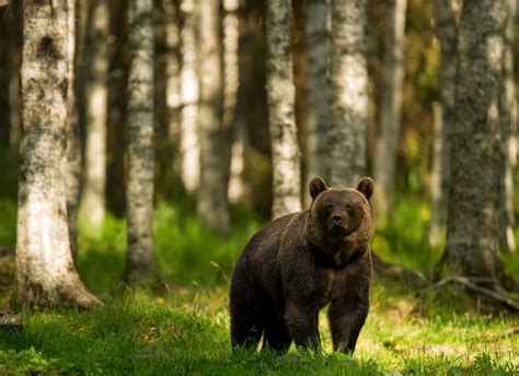 Observation Des Ours En Finlande Taiga Spirit