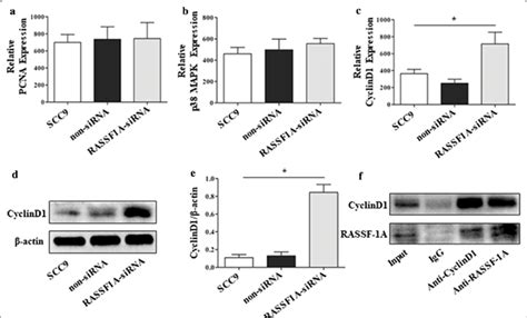 Knockdown Of Rassf A Gene In Scc Cells Promotes Cyclind Protein