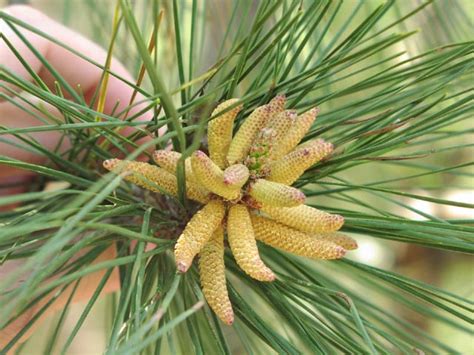 Pinus Taeda