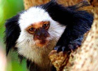 Brazil Monkeys Monkeys Native To Brazil Bioexplorer