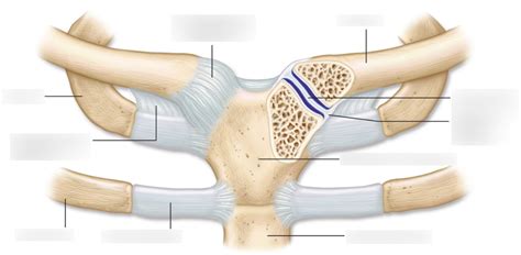 Sternoclavicular Joint Diagram Quizlet