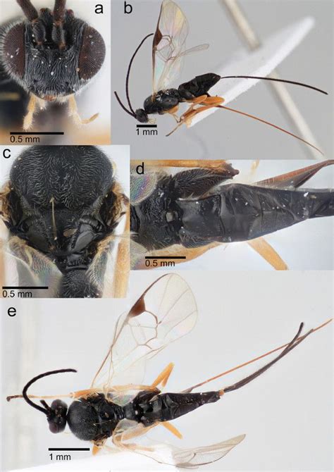 Un Articolo Pubblicato Sulla Rivista Journal Of Hymenoptera Research