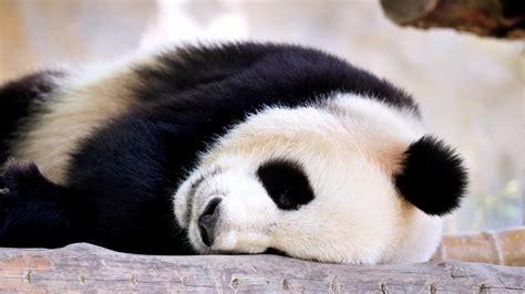 panda bear sleeping   ground image  stock photo public