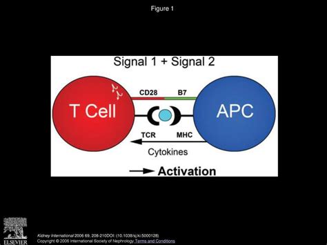 T Cells And T Cell Receptors In Acute Renal Failure Ppt Download