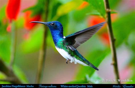 White Necked Jacobin Male A Hummingbird Florisuga Mellivora Hovering