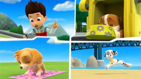 Skye Gallery Pups Save A Hoot Paw Patrol Wiki Fandom Powered By Wikia