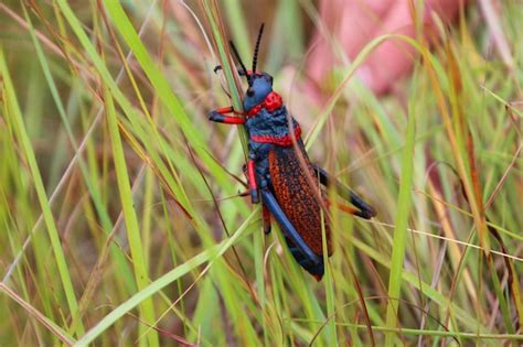 Premium Photo Close Up Of Crab On Grass