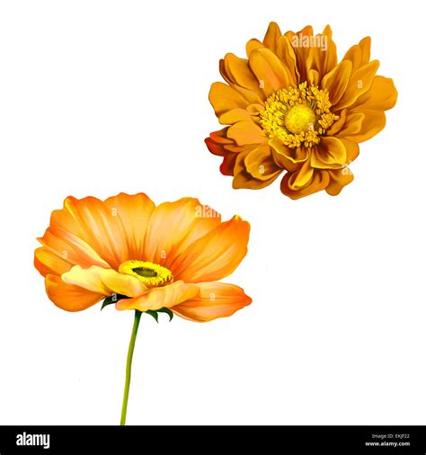 orange poppy flower isolated on white Stock Photo - Alamy