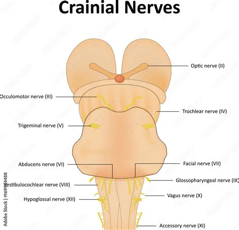 Cranial Nerves Labeled Diagram Illustration Stock Adobe Stock