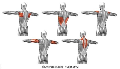 Concept 3d Back Human Anatomy Anatomical Stock Illustration 411694675 ...