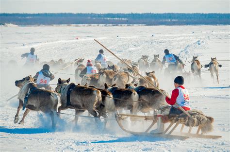 Why are Siberian cities 'besieged' by nomadic herders every spring ...