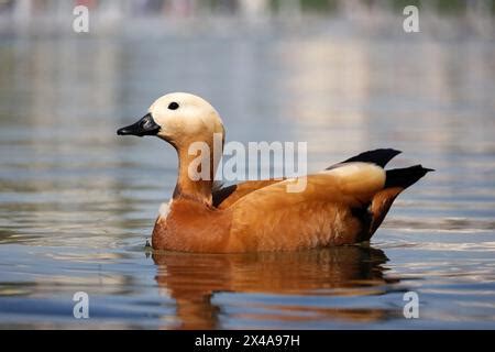 A Ruddy Shelduck Swimming In The River In The Early Morning Light And