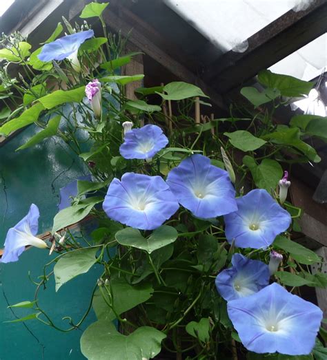 Heavenly Blue Morning Glory