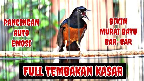 Pancingan Murai Batu Gacor Emosi Sukses Memancing Lawan Ikut Emosi Dan