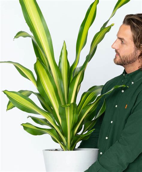 Corn Plant Dracaena Care