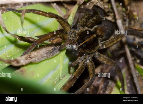 Wolf Spider Tigrosa Helluo Stock Photo Alamy