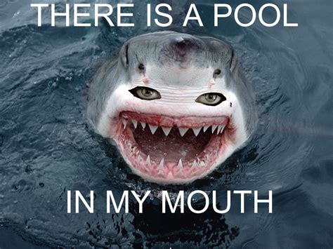 [Image - 97920] | Shark face | Know Your Meme