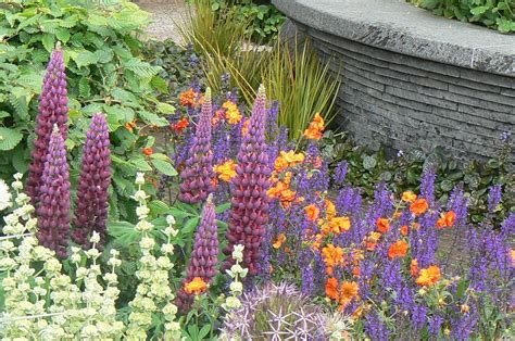 Люпин и дельфиниум - 59 фото