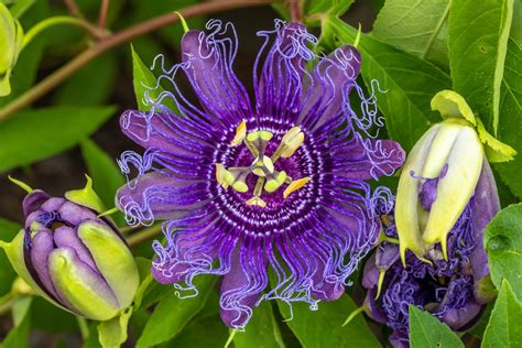 purple passion flower - Lewis Ginter Botanical Garden