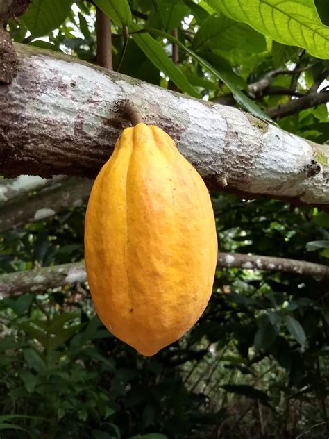 Forastero Cacao (Theobroma cacao) Seeds – Montoso Gardens