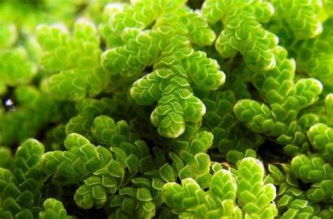 Азолла гребенчатая (Azolla cristata)