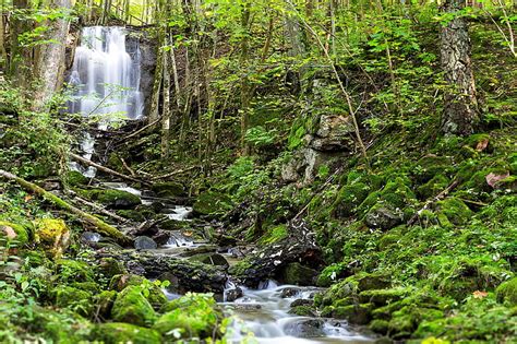 Cascada Arroyo Medio Ambiente Flujo Bosque Id Lico Paisaje Hojas