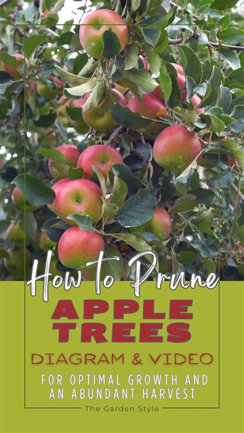 Pruning Apple Trees Diagram Video Video In 2024 Pruning Apple