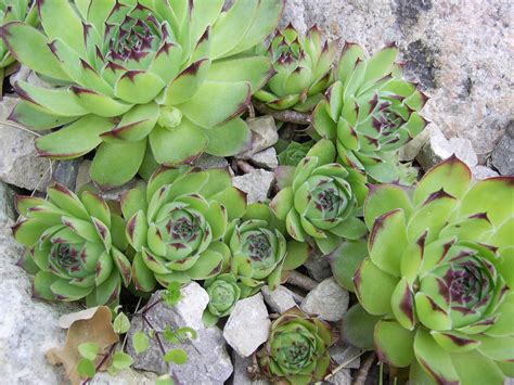 Молодило кровельное/ Sempervivum tectorum Р1.5 - Молодило/Sempervivum ...