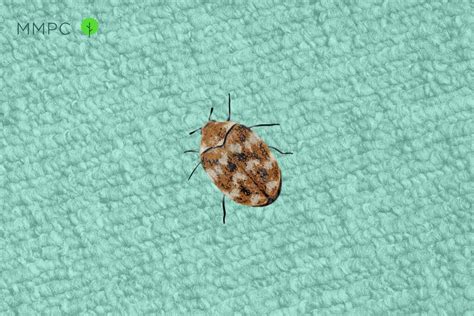 How To Know If You Have Carpet Beetles 5 Signs Look For