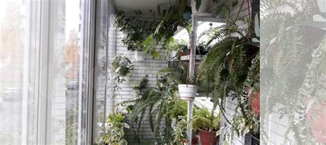 Комнатные растения купить в Томске | Товары для дома и дачи | Авито