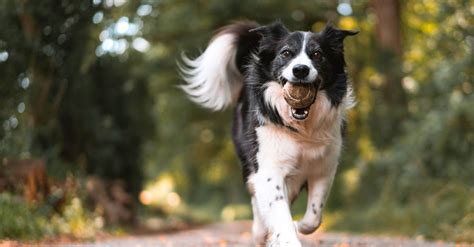 probiotics  dogs    dog