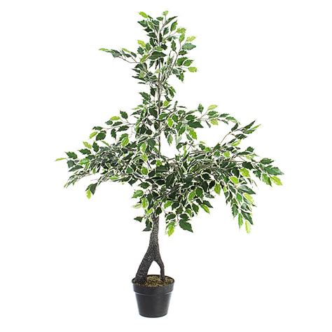 Pianta Ficus Variegato Con Vaso X760 Foglie H120 Multicolore Arredo