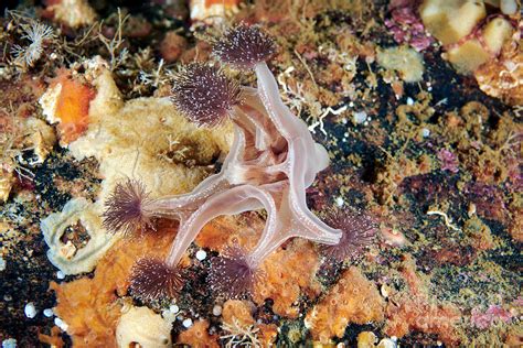 Stalked Jellyfish Photograph By Alexander Semenov Science Photo Library