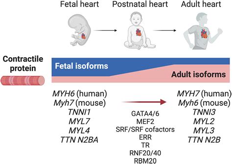 Cardiac Maturation Journal Of Molecular And Cellular Cardiology