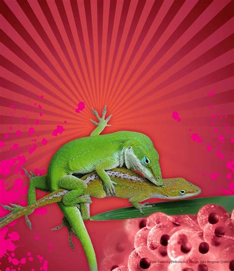 Sex Im Tierreich Gef Hl Und Gewalt Der Spiegel