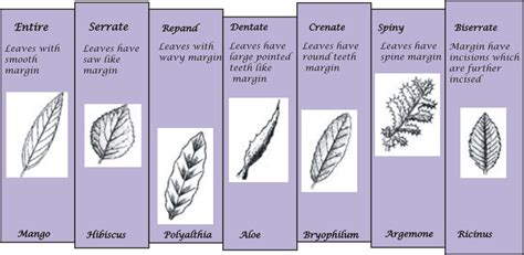 Lamina of a plant leaf MCQ - Practice Questions & Answers