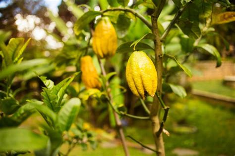 Buddhas Hand Lemon Citrus Medica Var Sarcodactylis — Shajani Farms