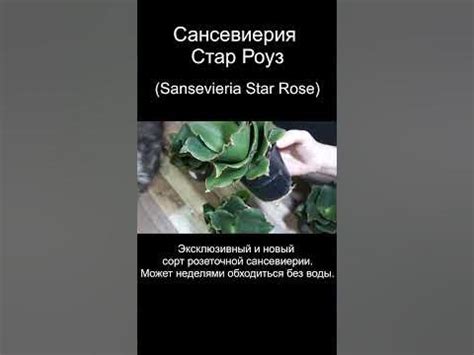 Комнатное растение Сансевиерия Стар Роуз (Sansevieria Star Rose) - YouTube