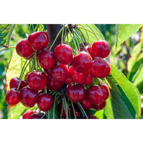 Черешня Стаккато саженцы купить в Москве по цене от 611 руб.