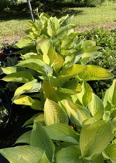 Hosta Sun Power Plantain Lily, Sun Power, #1 - Behmerwald Nursery