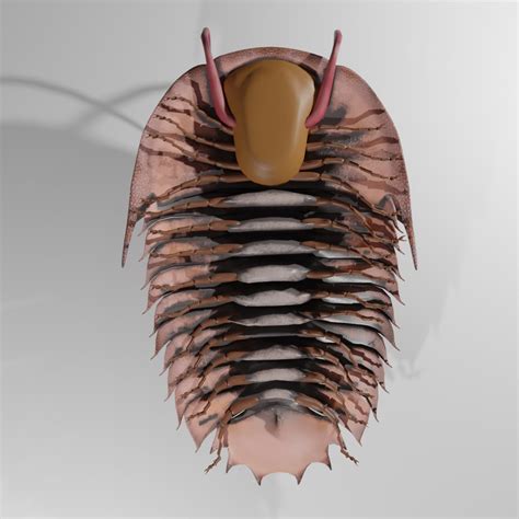 Trilobite Model - TurboSquid 2147933