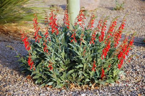 Firecracker Penstemon Orange Red Spikes Of Color Ramblings From A