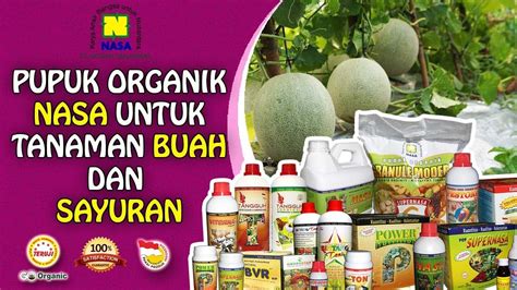 Info Pupuk Kesaksian Budidaya Tanaman Melon Pupuk Organik Nasa