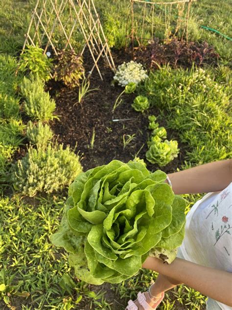 potager   design jenny steffens hobick