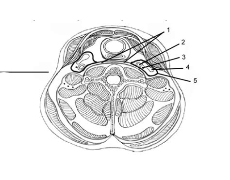 Carotid sheath Quiz