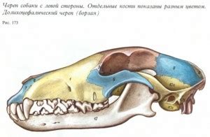 Анатомия собаки: черепа разных пород