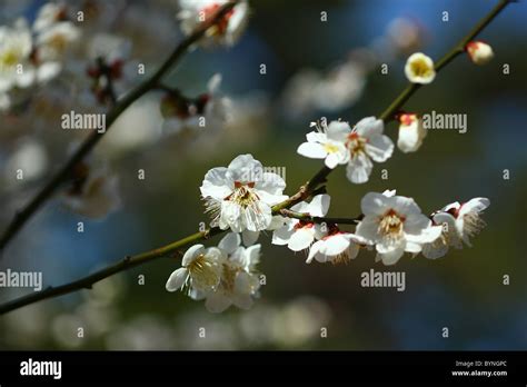 Japanese Apricot Blossom Tree Stock Photo - Alamy