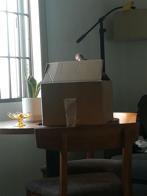 surprise box!!! : r/parrots