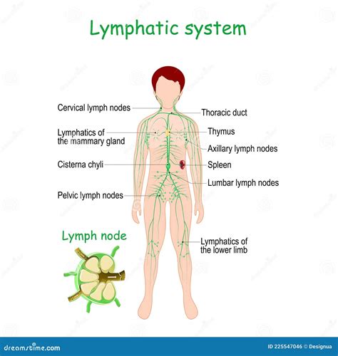 Lymphatic System Organs