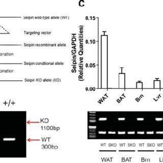 Generation And Characterization Of Seipin Knock Out Sko Mice A